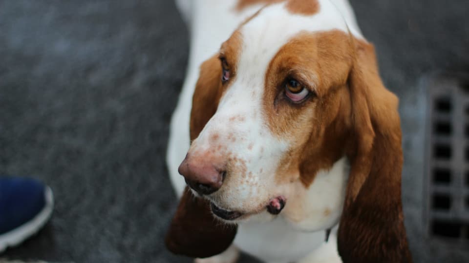 An elderly Basset Hound is standing on a pavement, turning its head slightly to the right and looking a little worried