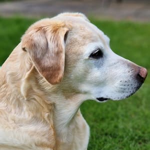 An elegant Labrador sits in profile on grass, looking to the right
