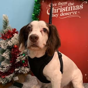 A white Spaniel with brown ears in a black harness sits in front of a miniature Christmas tree, decorated with red tinsel