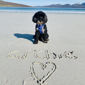 A small Cockerpoo sits on a sandy beach behind a love heart and his name drawn in the sand