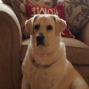 A yellow labrador sitting in front of an armchair looking at the camera.