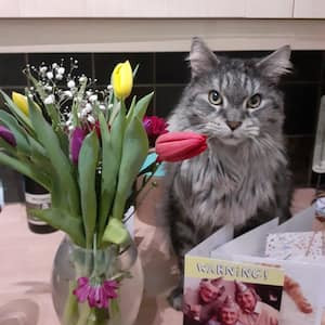 A grey and white, medium-haired cat sits on a kitchen counter behind a vase of purple, red, and yellow tulips