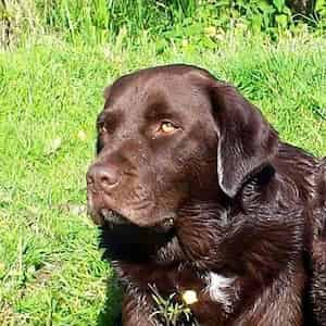 A handsome brown Labrador is outside in a garden looking into the distance to the left of camera