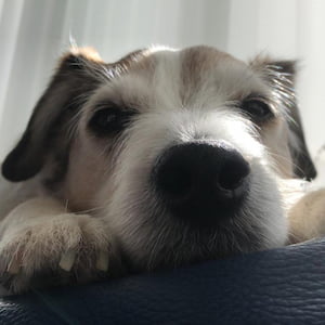 A close-up picture of a Jack Russell Terrier, lying down and looking straight to camera with his nose in focus