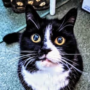 A black-and-white cat sits, looking up to camera, with starkly white whiskers