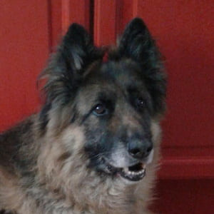 A German Shepherd sits in front of a pair of bright red doors, looking to the right of the image