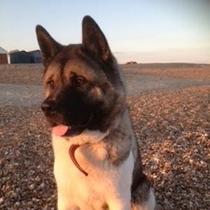 An Akita sits on a stony beach with his ears pricked and his tongue poking slightly out of his mouth