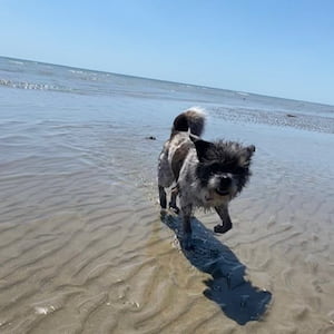 A black-and-white Shih Tzu cross Jack Russell Terrier trots across shallow water on a sandy beach