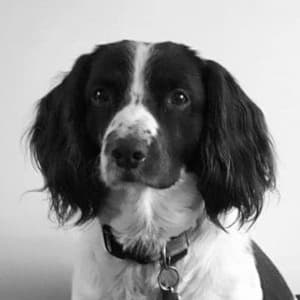 A roan Spaniel is sat looking straight to camera in a black-and-white portrait with a plain white background