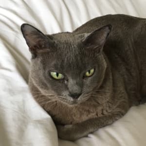 A sleek, grey cat is curled up on a cream duvet