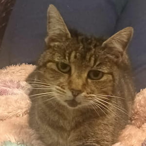 A tired-looking tabby cat sits on a lap, looking up at the camera